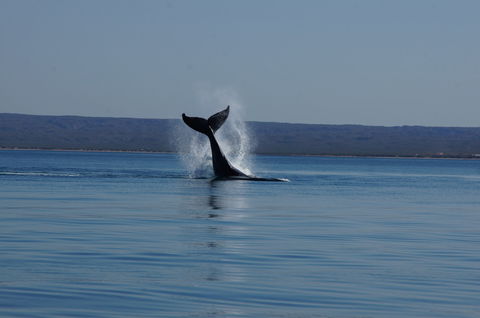 Ningaloo Bed And Breakfast - New Castle Holiday 2