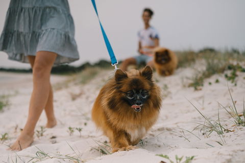 Reflections Holiday Parks Mylestom - New Castle Holiday 1