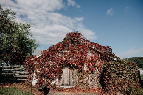 Willow Farm Berry - New Castle Holiday 2