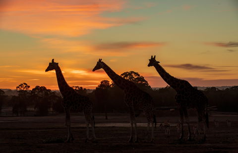 Zoofari Lodge, Taronga Western Plains Zoo Dubbo - New Castle Holiday 1