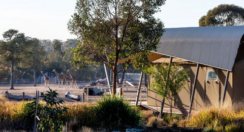 Zoofari Lodge, Taronga Western Plains Zoo Dubbo - New Castle Holiday 2