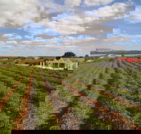 1837 Barossa Luxury Vineyard Cottages - New Castle Holiday