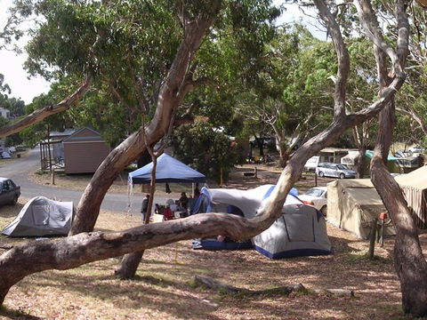Bimbi Park Camping Under Koalas - New Castle Holiday 1