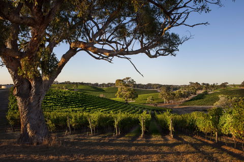 Longview Vineyard Accommodation - New Castle Holiday 2