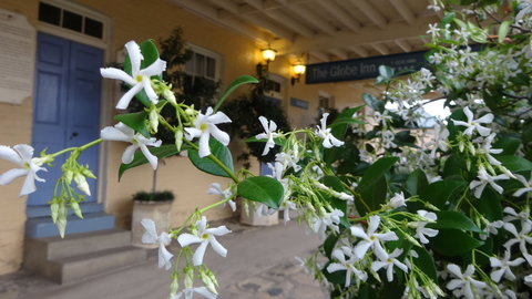 The Globe Inn - New Castle Holiday 1