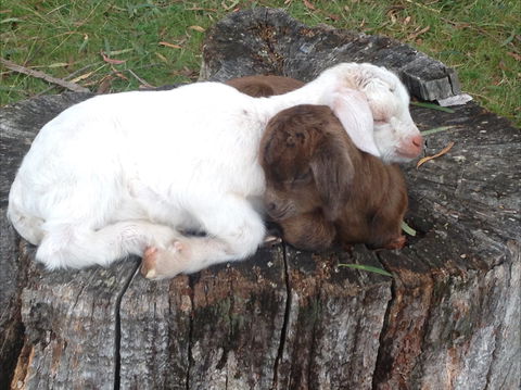 Engadine Cottage - New Castle Holiday 1