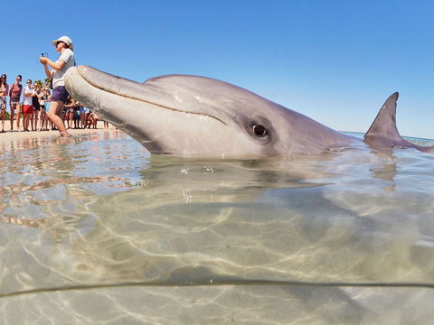 RAC Monkey Mia Dolphin Resort - New Castle Holiday 2