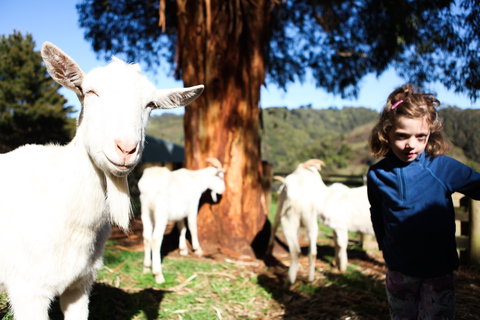 Valley View Nature Retreat - New Castle Holiday 2