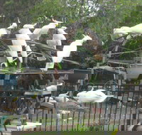 Winnamatta Guest House - New Castle Holiday