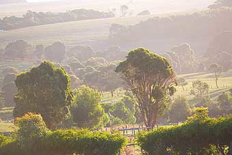 Mackas Farm - New Castle Holiday 0