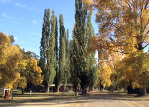 Omeo Caravan Park - New Castle Holiday 0
