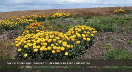 Alpine View Apartments - New Castle Holiday 0