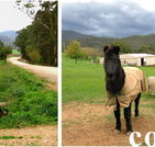 Emerald Park Holiday Farm - New Castle Holiday