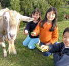 Johanna River Farm and Cottages - New Castle Holiday