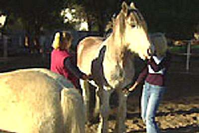 Riverside Host Farm - New Castle Holiday 4