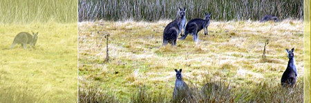 Waterholes Guest House - New Castle Holiday 5