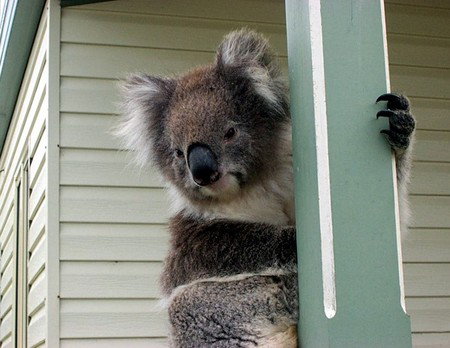 Hopkins River Caravan Park - New Castle Holiday 4