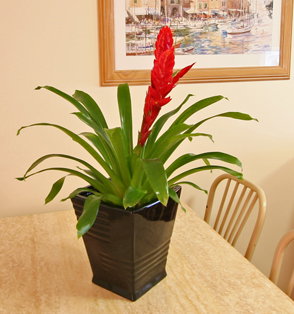 Beachcomber Motel And Apartments - New Castle Holiday 2