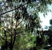 Mallacootas Shady Gully Caravan Park - New Castle Holiday
