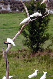 Frog Gully Cottages - New Castle Holiday 4