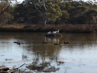 Frog Gully Cottages - New Castle Holiday 5
