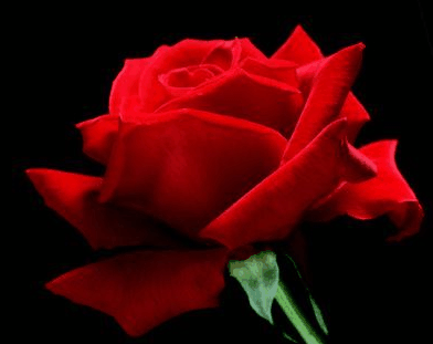 Villa Della Rosa Bed And Breakfast - New Castle Holiday 4