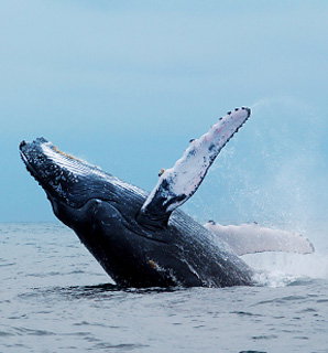 The Castlereagh 4 - New Castle Holiday 5