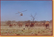 Kings Creek Station - New Castle Holiday 2