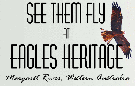 Eagles Heritage Raptor Wildlife Centre - New Castle Holiday