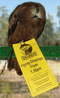 Eagles Heritage Raptor Wildlife Centre - New Castle Holiday 1