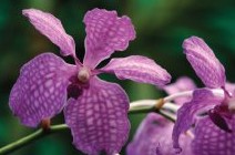 Richmond Wellness Centre - New Castle Holiday 2