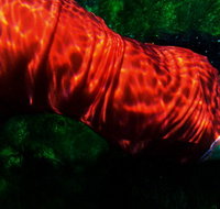 Dark Horse Experiment - New Castle Holiday