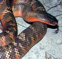 Armadale Reptile  Wildlife Centre - New Castle Holiday