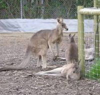 Jirrahlinga Koala  Wildlife Sanctuary - New Castle Holiday
