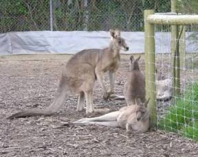 Jirrahlinga Koala & Wildlife Sanctuary - New Castle Holiday 0