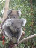 Jirrahlinga Koala & Wildlife Sanctuary - New Castle Holiday 1
