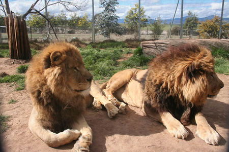 Mansfield Zoo - New Castle Holiday 0