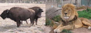 Mansfield Zoo - New Castle Holiday 3