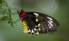 Melbourne Zoo - New Castle Holiday 2