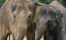 Melbourne Zoo - New Castle Holiday 3