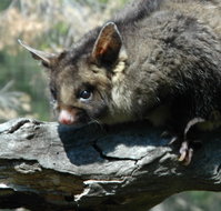 Moonlit Sanctuary Wildlife Conservation Park - New Castle Holiday