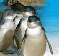 Phillip Island Penguin Parade - New Castle Holiday