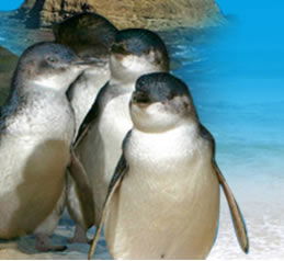 Phillip Island Penguin Parade - New Castle Holiday 0