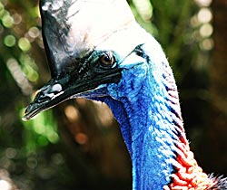 Dakabin QLD New Castle Holiday