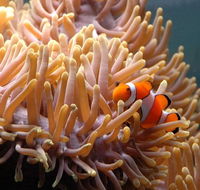 Reef HQ Great Barrier Reef Aquarium - New Castle Holiday