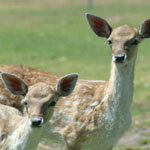 Karnup WA New Castle Holiday