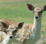 Marapana Wildlife Park - New Castle Holiday