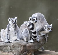 Adelaide Zoo - New Castle Holiday