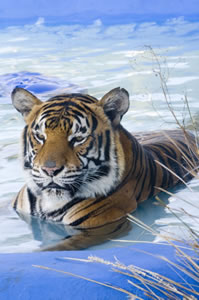 Middleton TAS New Castle Holiday