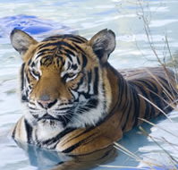 Zoo Doo Wildlife Park - New Castle Holiday